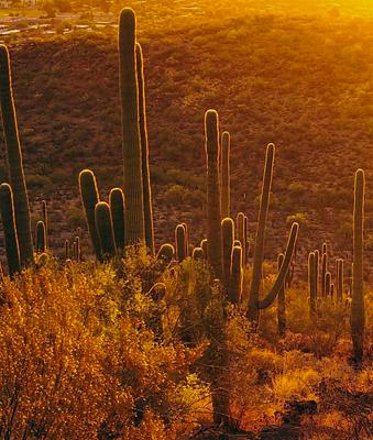 Tumamoc Hill Trailhead