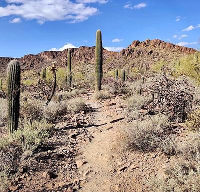 Tucson Mountain Park