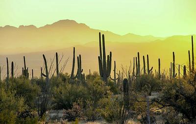 Tucson Mountain Park