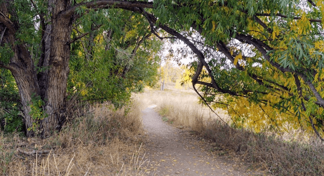 Red Fox Meadows Natural Area