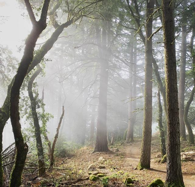 El Corte de Madera Creek Preserve