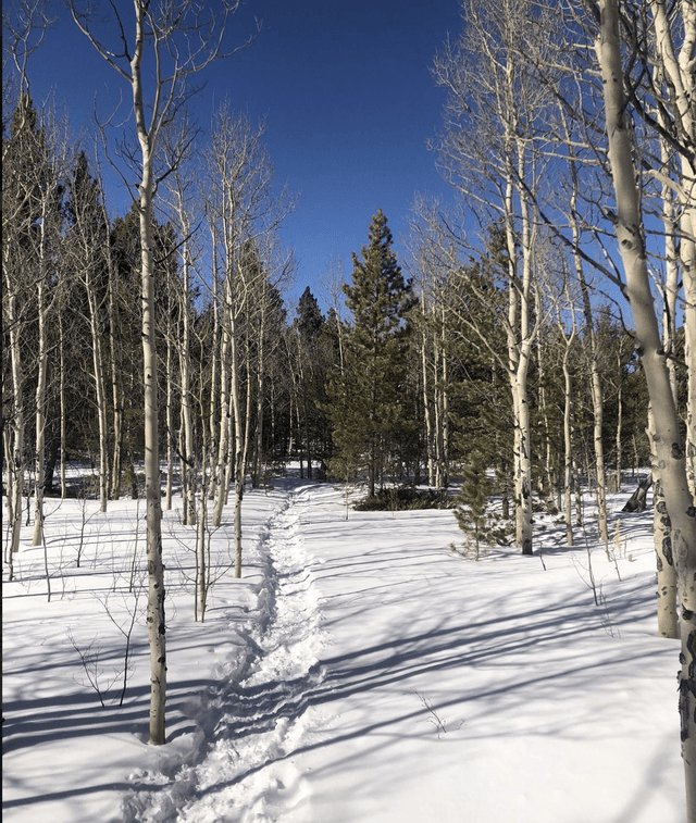 Blue Grouse Trailhead