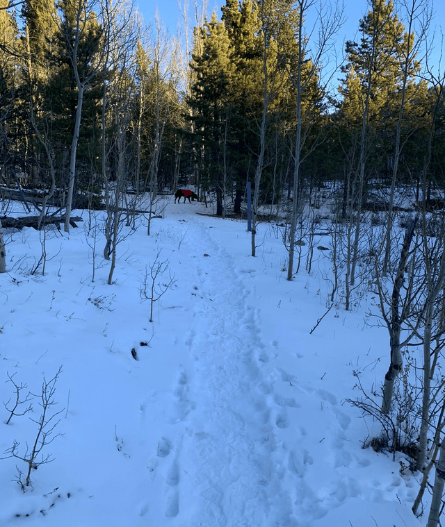 Blue Grouse Trailhead