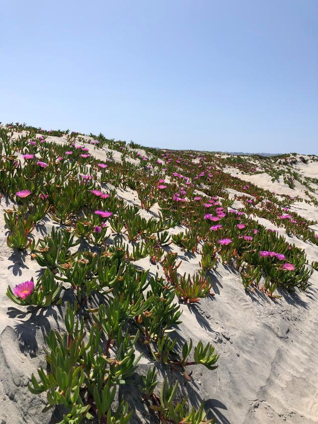 Coronado Beach