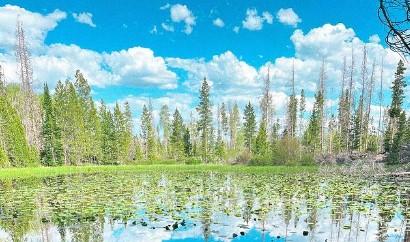 Lily Pad Lake Trailhead