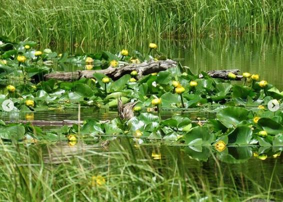 Lily Pad Lake Trailhead