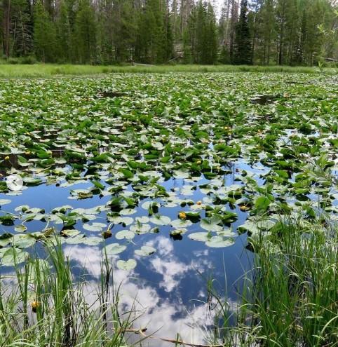 Lily Pad Lake Trailhead