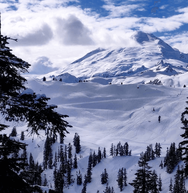 Mount Baker Ski Area