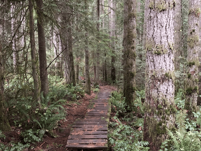 Duthie Hill Mountain Bike Park