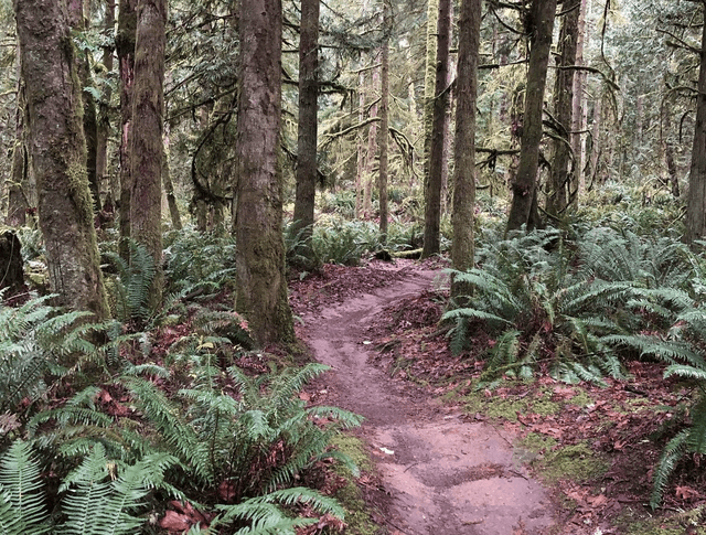 Duthie Hill Mountain Bike Park