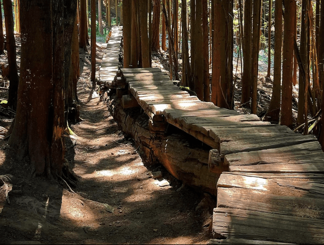 Galbraith Mountain Bike Park