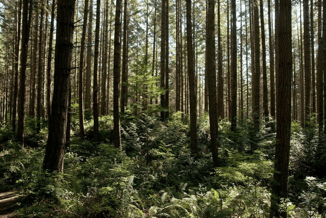 Port Gamble Forest Heritage Park