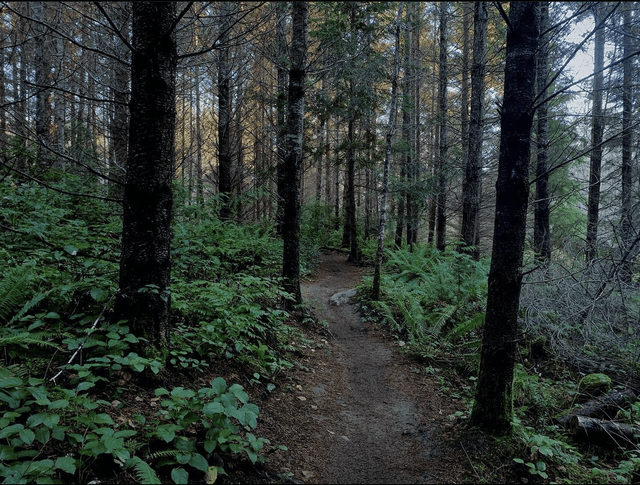 Port Gamble Forest Heritage Park