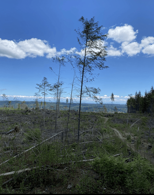 Port Gamble Forest Heritage Park