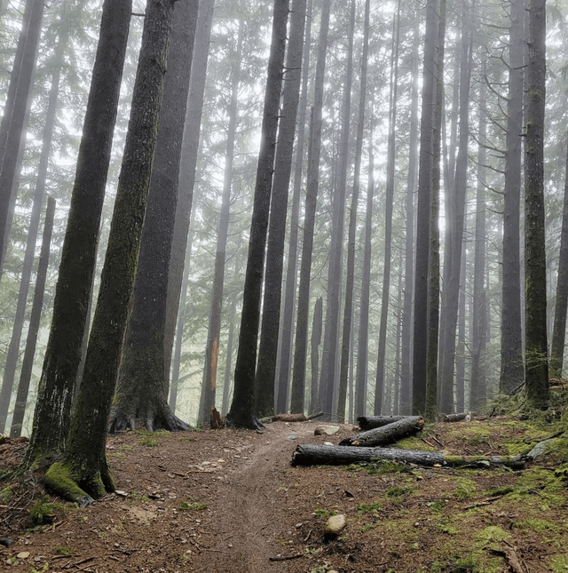 Tiger Mountain