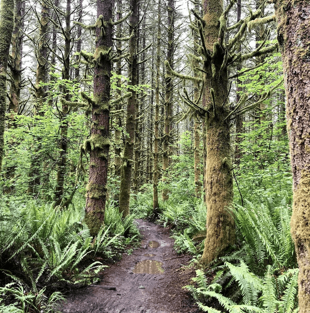 Tokul Trail System