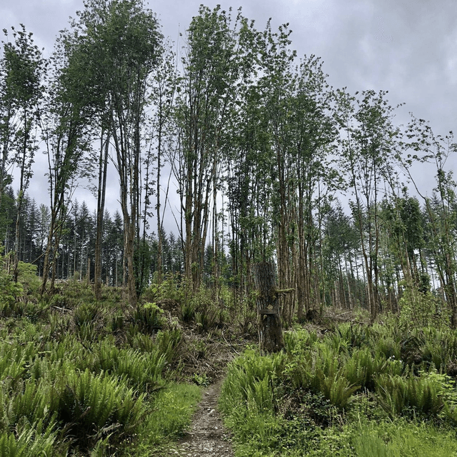 Tokul Trail System