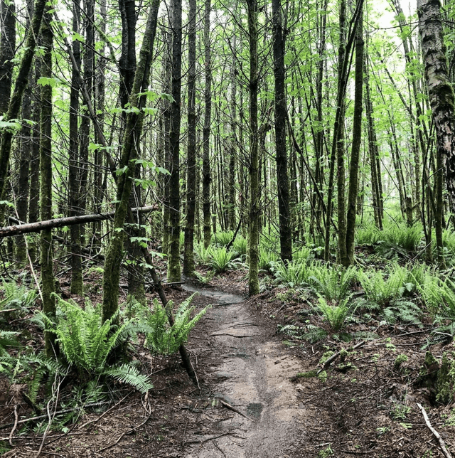 Tokul Trail System