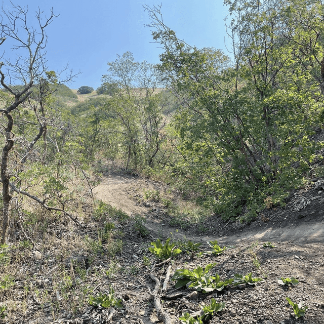 Bonneville shoreline Access Trailhead