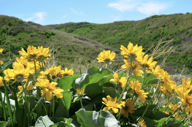 Wild Rose Trailhead