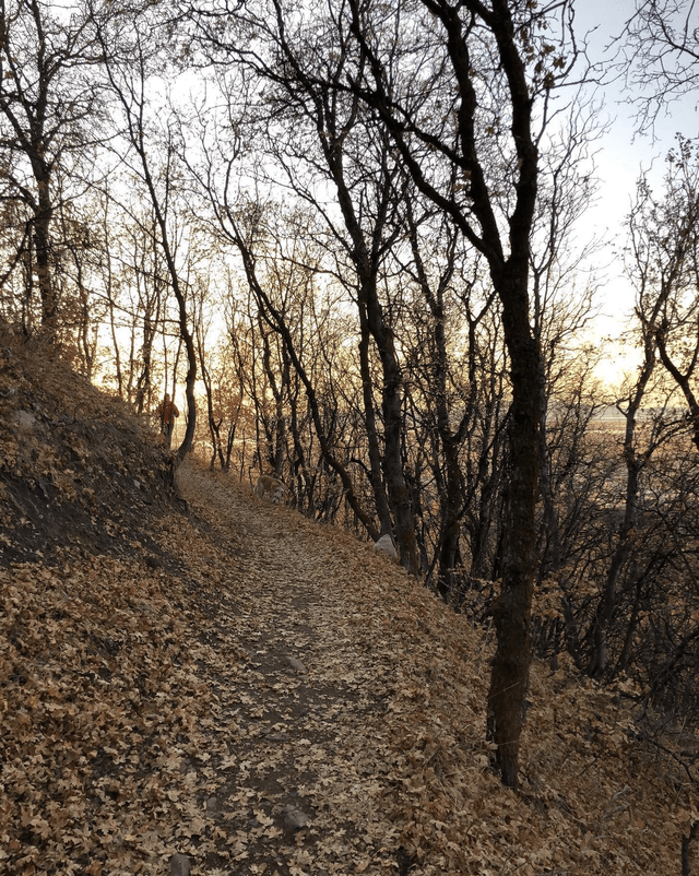 Wild Rose Trailhead