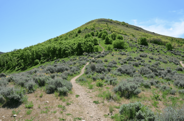 Wild Rose Trailhead