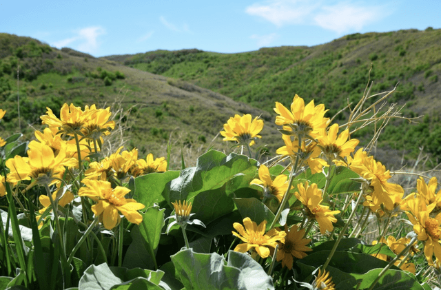 Wild Rose Trailhead