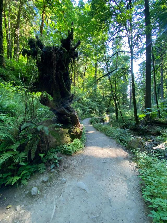 Lower Macleay Park Trailhead