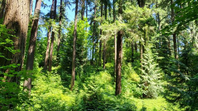 Mt Tabor Park Trail System