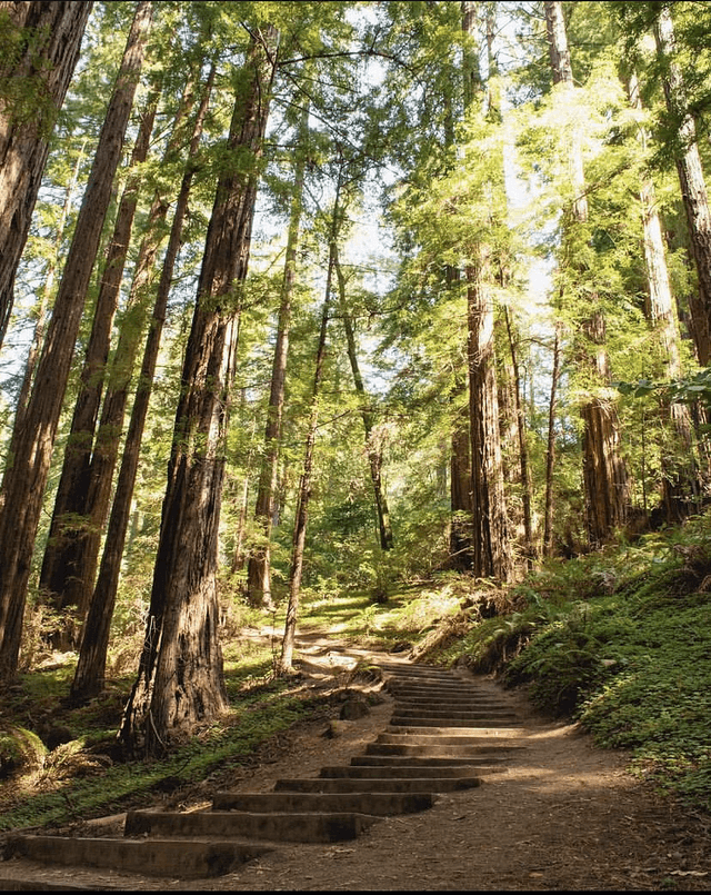 Muir Woods Main Trailhead