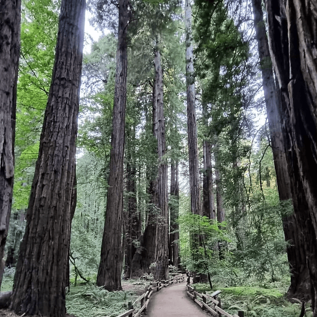 Muir Woods Main Trailhead