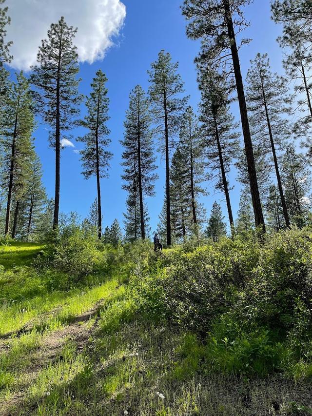 Grayback  Gulch Campground