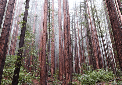 Henry Cowell Redwoods State Park Campground