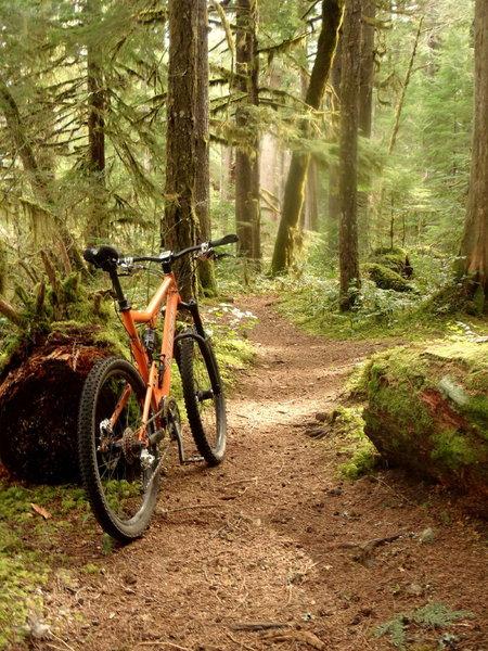 McKenzie River Trailhead