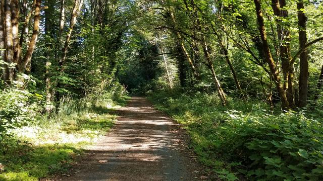 Crown Zellerbach Trail